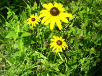 Wildflowers, Pike River, WI